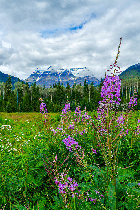 Mount Robson和Fireweed，加拿大